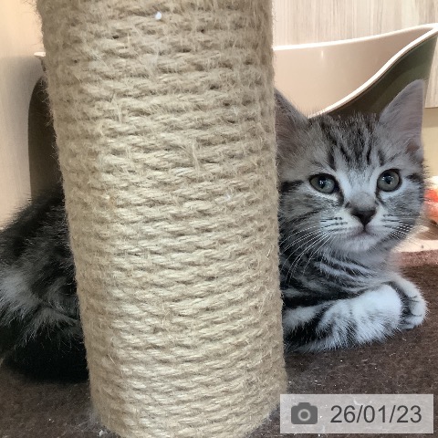 アメリカンショートヘアの写真