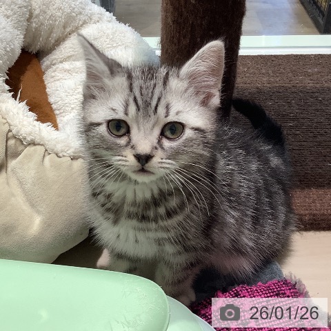 アメリカンショートヘアの写真