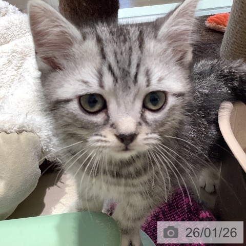 アメリカンショートヘアの写真