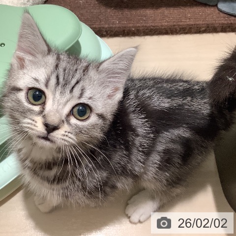 アメリカンショートヘアの写真