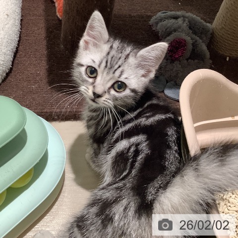 アメリカンショートヘアの写真