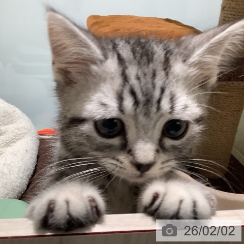 アメリカンショートヘアの写真