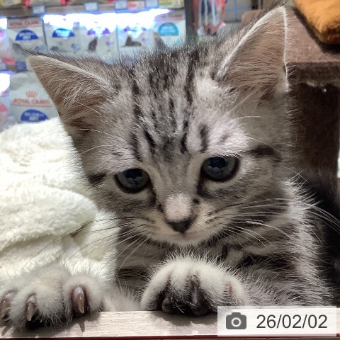 アメリカンショートヘアの写真