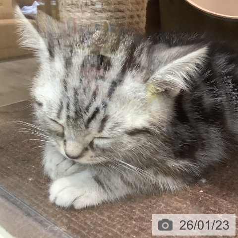 埼玉県のアメリカンショートヘアー (ペットプラス クレアモール川越店/2025年11月17日生まれ/男の子/シルバータビー)の子猫の4枚目の画像
