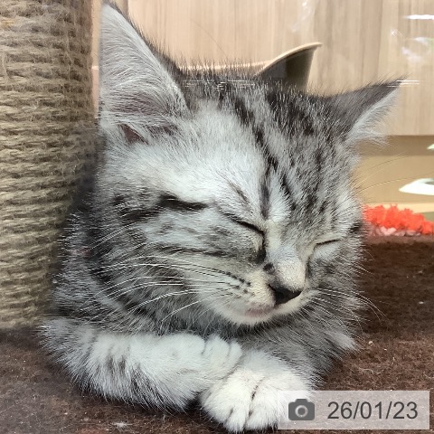 埼玉県のアメリカンショートヘアー (ペットプラス クレアモール川越店/2025年11月17日生まれ/男の子/シルバータビー)の子猫の3枚目の画像