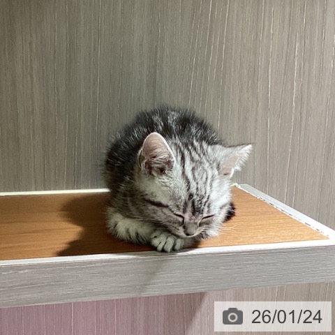 埼玉県のアメリカンショートヘアー (ペットプラス イオンモール春日部店/2025年11月17日生まれ/男の子/シルバータビー)の子猫の3枚目の画像