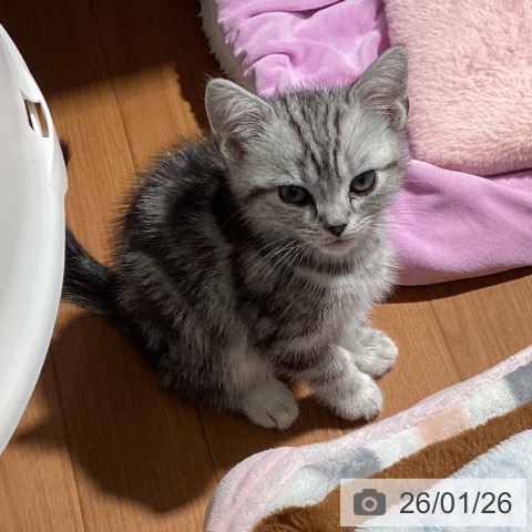 埼玉県のアメリカンショートヘアー (ペットプラス イオンモール春日部店/2025年11月17日生まれ/男の子/シルバータビー)の子猫の4枚目の画像