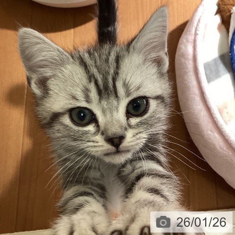 埼玉県のアメリカンショートヘアー (ペットプラス イオンモール春日部店/2025年11月17日生まれ/男の子/シルバータビー)の子猫の3枚目の画像