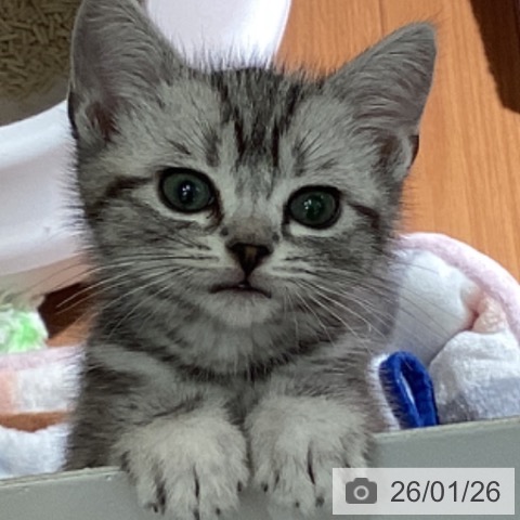 埼玉県のアメリカンショートヘアー (ペットプラス イオンモール春日部店/2025年11月17日生まれ/男の子/シルバータビー)の子猫の4枚目の画像