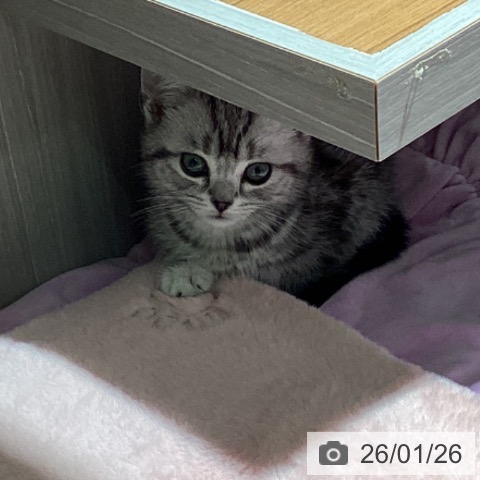 埼玉県のアメリカンショートヘアー (ペットプラス イオンモール春日部店/2025年11月17日生まれ/男の子/シルバータビー)の子猫の3枚目の画像