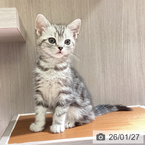 埼玉県のアメリカンショートヘアー (ペットプラス イオンモール春日部店/2025年11月17日生まれ/男の子/シルバータビー)の子猫の3枚目の画像