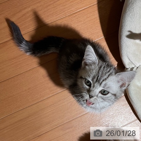 埼玉県のアメリカンショートヘアー (ペットプラス イオンモール春日部店/2025年11月17日生まれ/男の子/シルバータビー)の子猫の3枚目の画像