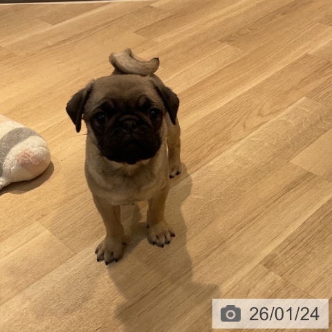 東京都のパグ (ペットプラス アクアシティお台場店/2025年11月20日生まれ/男の子/フォーン)の子犬の3枚目の画像