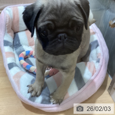 パグの写真