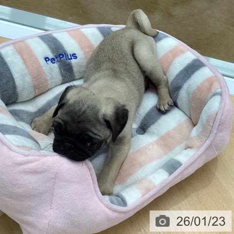 埼玉県のパグ (ペットプラス 羽生店/2025年11月20日生まれ/男の子/フォーン)の子犬の4枚目の画像