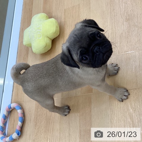 埼玉県のパグ (ペットプラス 羽生店/2025年11月20日生まれ/男の子/フォーン)の子犬の3枚目の画像