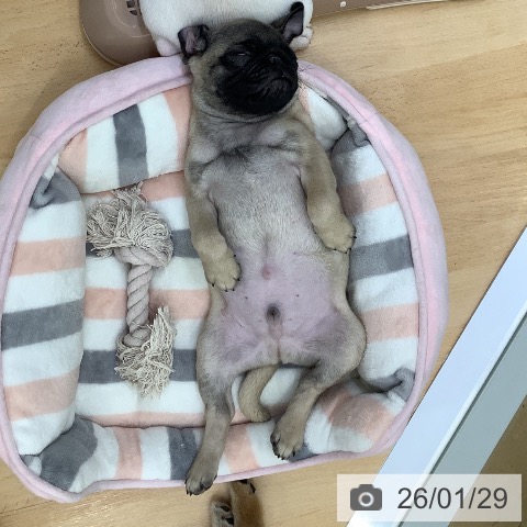 埼玉県のパグ (ペットプラス 羽生店/2025年11月20日生まれ/男の子/フォーン)の子犬の3枚目の画像