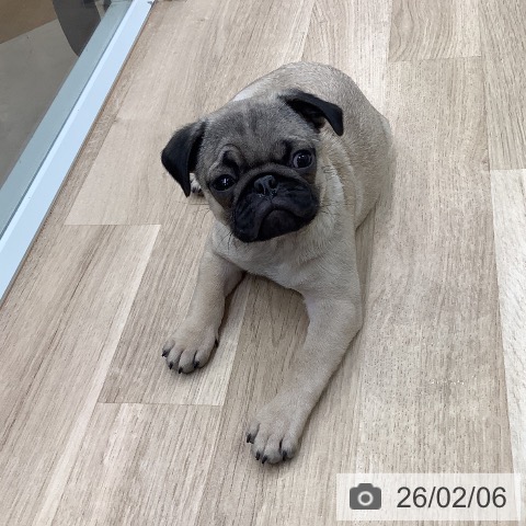 東京都のパグ (ペットプラス 日の出店/2025年11月20日生まれ/男の子/フォーン)の子犬の4枚目の画像