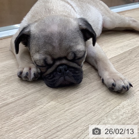 パグの写真