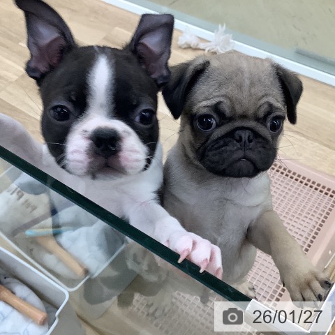 東京都のパグ (ペットプラス 日の出店/2025年11月20日生まれ/男の子/フォーン)の子犬の3枚目の画像