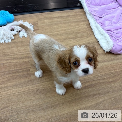 東京都のキャバリアキングチャールズスパニエル (ペッツワン 青梅インター店/2025年11月23日生まれ/男の子/ブレンハイム)の子犬の4枚目の画像