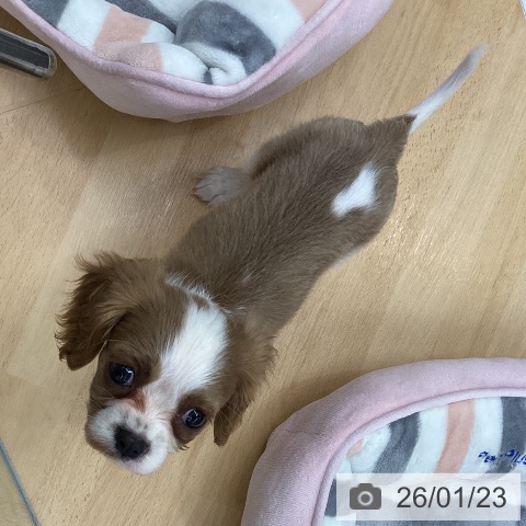 埼玉県のキャバリアキングチャールズスパニエル (ペットプラス 羽生店/2025年11月23日生まれ/女の子/ブレンハイム)の子犬の4枚目の画像