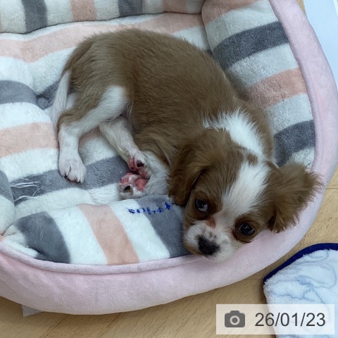 埼玉県のキャバリアキングチャールズスパニエル (ペットプラス 羽生店/2025年11月23日生まれ/女の子/ブレンハイム)の子犬の3枚目の画像