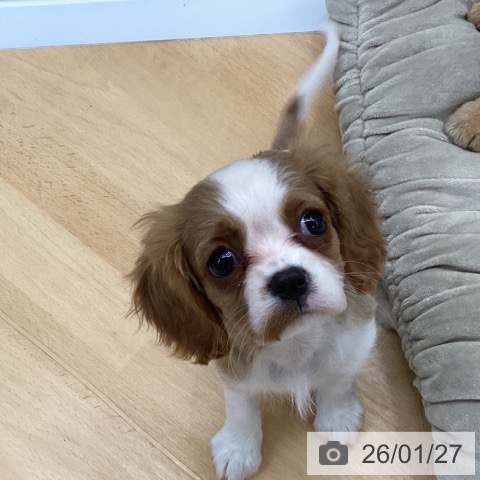 埼玉県のキャバリアキングチャールズスパニエル (ペットプラス 羽生店/2025年11月23日生まれ/女の子/ブレンハイム)の子犬の3枚目の画像