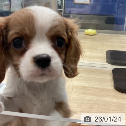 東京都のキャバリアキングチャールズスパニエル (ペットプラス アクアシティお台場店/2025年11月23日生まれ/女の子/ブレンハイム)の子犬の4枚目の画像