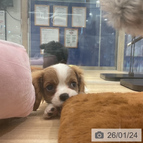 東京都のキャバリアキングチャールズスパニエル (ペットプラス アクアシティお台場店/2025年11月23日生まれ/女の子/ブレンハイム)の子犬の3枚目の画像