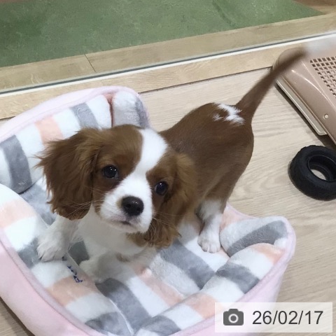 東京都のキャバリアキングチャールズスパニエル (ペットプラス アクアシティお台場店/2025年11月23日生まれ/女の子/ブレンハイム)の子犬の4枚目の画像