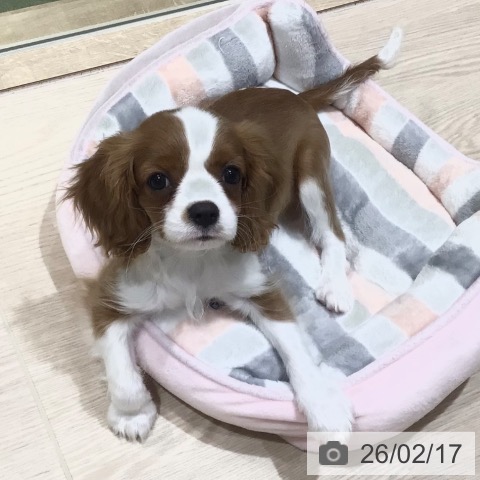 東京都のキャバリアキングチャールズスパニエル (ペットプラス アクアシティお台場店/2025年11月23日生まれ/女の子/ブレンハイム)の子犬の3枚目の画像