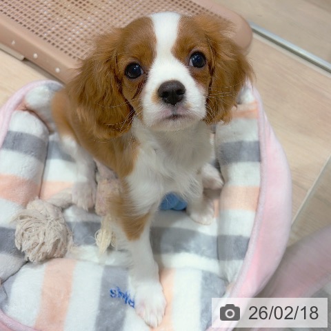 神奈川県のキャバリアキングチャールズスパニエル (ペットプラス 川崎ルフロン店/2025年11月23日生まれ/女の子/ブレンハイム)の子犬の4枚目の画像
