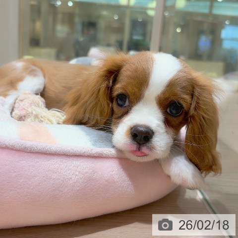 神奈川県のキャバリアキングチャールズスパニエル (ペットプラス 川崎ルフロン店/2025年11月23日生まれ/女の子/ブレンハイム)の子犬の3枚目の画像