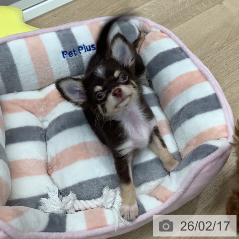 東京都のチワワ(ロング) (ペットプラス 日の出店/2025年11月25日生まれ/男の子/チョコレートタンホワイト)の子犬の3枚目の画像