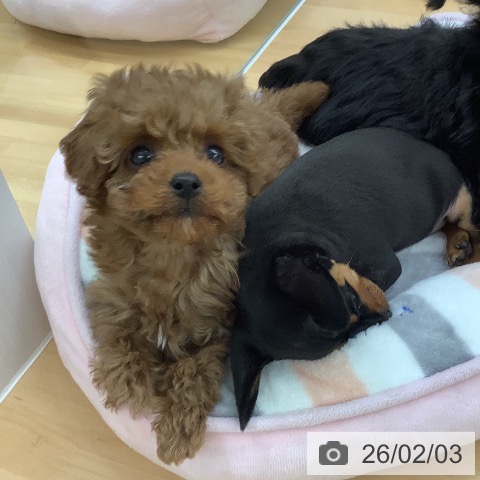 長野県のトイプードル(トイ) (ペットプラス 松本店/2025年11月26日生まれ/男の子/レッド)の子犬の3枚目の画像