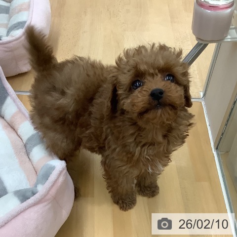 長野県のトイプードル(トイ) (ペットプラス 松本店/2025年11月26日生まれ/男の子/レッド)の子犬の3枚目の画像