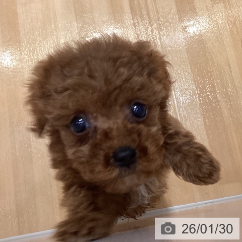 埼玉県のトイプードル(トイ) (ペットプラス 与野店/2025年11月26日生まれ/女の子/レッド)の子犬の4枚目の画像