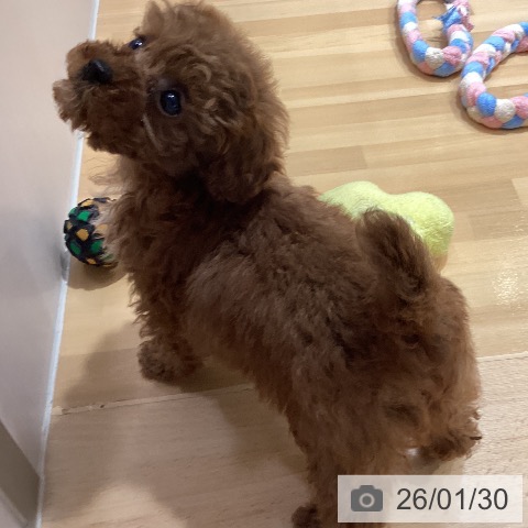 埼玉県のトイプードル(トイ) (ペットプラス 与野店/2025年11月26日生まれ/女の子/レッド)の子犬の3枚目の画像