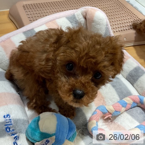 埼玉県のトイプードル(トイ) (ペットプラス 与野店/2025年11月26日生まれ/女の子/レッド)の子犬の3枚目の画像