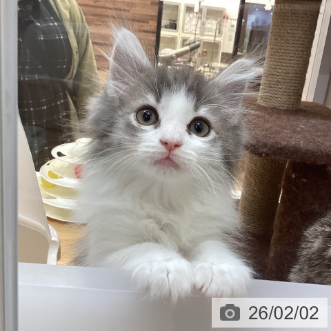 ノルウェージャンフォレストキャットの写真