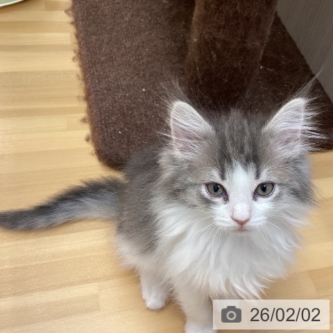 徳島県のノルウェージャンフォレストキャット (ペットプラス 徳島店/2025年11月17日生まれ/女の子/ブルーマッカレルタビーホワイト)の子猫の4枚目の画像