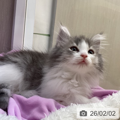 徳島県のノルウェージャンフォレストキャット (ペットプラス 徳島店/2025年11月17日生まれ/女の子/ブルーマッカレルタビーホワイト)の子猫の3枚目の画像