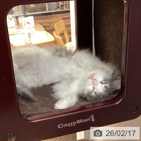 徳島県のノルウェージャンフォレストキャット (ペットプラス 徳島店/2025年11月17日生まれ/女の子/ブルーマッカレルタビーホワイト)の子猫の3枚目の画像