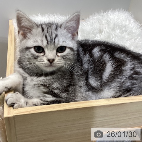 鳥取県のアメリカンショートヘアー (ペッツワン 日吉津店/2025年11月17日生まれ/女の子/シルバータビー)の子猫の3枚目の画像