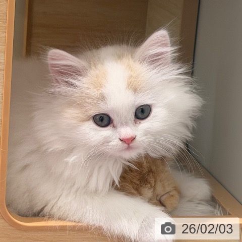 ラガマフィンの写真