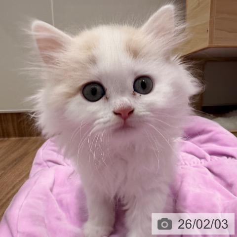 ラガマフィンの写真