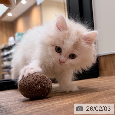 岡山県のラガマフィン (ペッツワン 岡山南店/2025年11月27日生まれ/女の子/クリームホワイト)の子猫の4枚目の画像