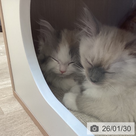 マンチカンの写真