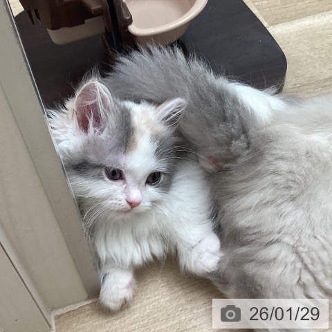 マンチカンの写真